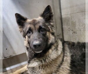 German Shepherd Dog Dogs for adoption in San Bernardino, CA, USA