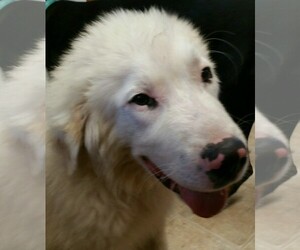Medium Photo #1 Great Pyrenees Puppy For Sale in Garland, TX, USA