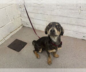 Chiweenie Dogs for adoption in San Bernardino, CA, USA