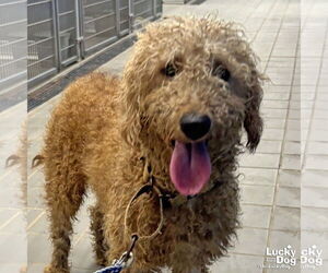 Poodle (Standard)-Unknown Mix Dogs for adoption in Washington, DC, USA