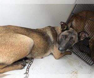Mutt Dogs for adoption in Houston, TX, USA
