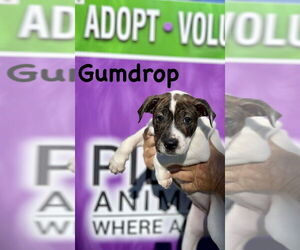 Boxer-Unknown Mix Dogs for adoption in Mooresville, NC, USA