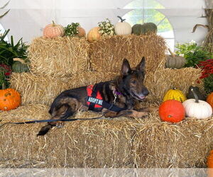 German Shepherd Dog Dogs for adoption in Millburn, NJ, USA