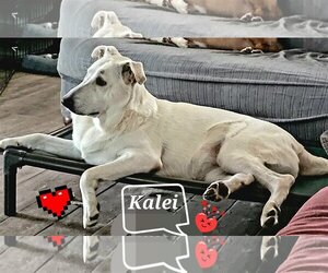 Great Pyrenees-Unknown Mix Dogs for adoption in Spring, TX, USA