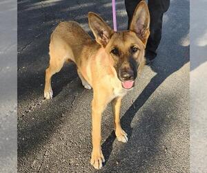 German Shepherd Dog-Unknown Mix Dogs for adoption in San Antonio, TX, USA