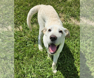Chinese Shar-Pei-Great Pyrenees Mix Dogs for adoption in Glen Haven, WI, USA