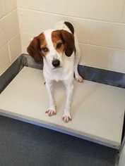 Treeing Walker Coonhound Dogs for adoption in Glen Allen, VA, USA