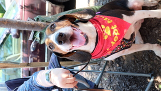 English Foxhound Dogs for adoption in Washington, DC, USA