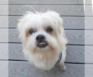 Maltese Dogs for adoption in Taunton, MA, USA