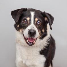 Border Collie Dogs for adoption in Mission Hills, CA, USA