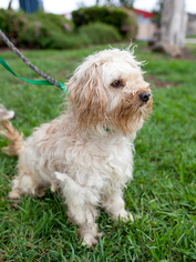 Lhasa-Poo Dogs for adoption in El Cajon, CA, USA