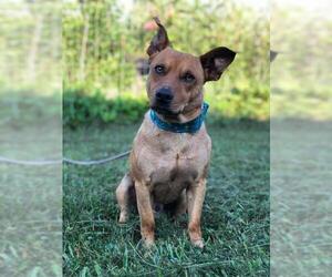 Chi-Corgi Dogs for adoption in Crossville, TN, USA