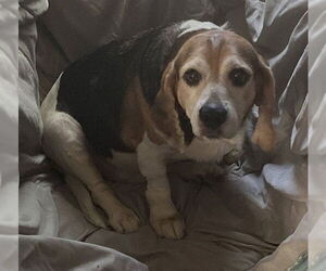 Beagle-Unknown Mix Dogs for adoption in San Antonio, TX, USA