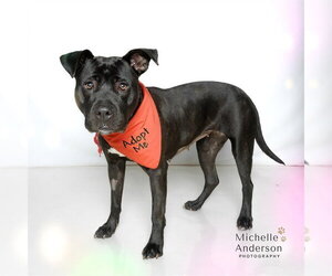 Mutt Dogs for adoption in Corona, CA, USA