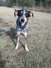 Bluetick Coonhound-Unknown Mix Dogs for adoption in Jefferson, TX, USA