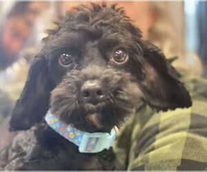 Cavalier King Charles Spaniel-Unknown Mix Dogs for adoption in Lewistown, PA, USA