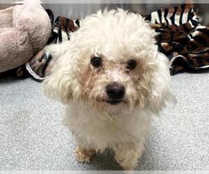 Maltipoo Dogs for adoption in Orange, CA, USA