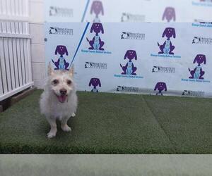 Mutt Dogs for adoption in Orlando, FL, USA