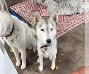 Siberian Husky-Unknown Mix Dogs for adoption in San Antonio, TX, USA