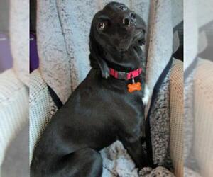 Labrador Retriever Dogs for adoption in Grovertown, IN, USA