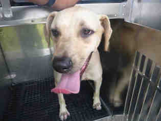 Black Mouth Cur Dogs for adoption in Naples, FL, USA
