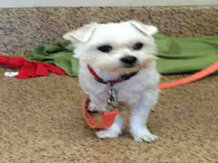 Maltese Dogs for adoption in Springfield, MA, USA