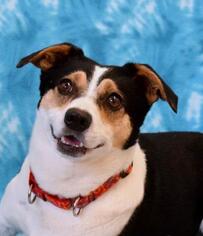 Cardigan Welsh Corgi Dogs for adoption in Eureka, CA, USA