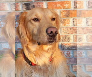 Golden Retriever Dogs for adoption in New Orleans, LA, USA