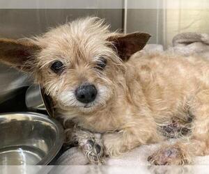 Border Terrier-Unknown Mix Dogs for adoption in Orange, CA, USA