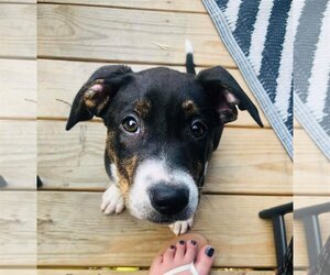 Greater Swiss Mountain Dog-Hovawart Mix Dogs for adoption in Stephens City, VA, USA