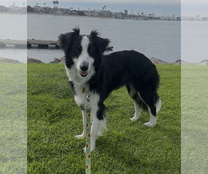 Border Collie-Unknown Mix Dogs for adoption in Lake Elsinore, CA, USA