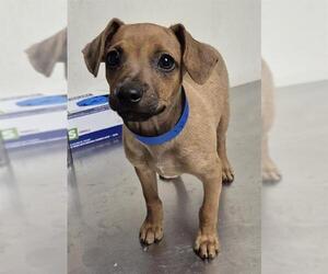 Chihuahua Dogs for adoption in Bakersfield, CA, USA