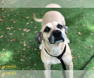 Black Mouth Cur Dogs for adoption in West Palm Beach, FL, USA