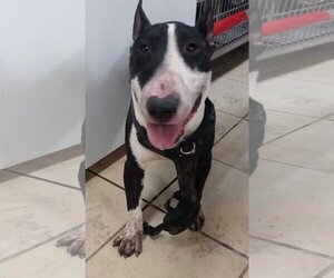 Bull Terrier Dogs for adoption in El Centro, CA, USA