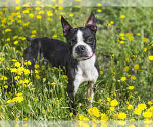 Boston Terrier Dogs for adoption in Placerville, CA, USA
