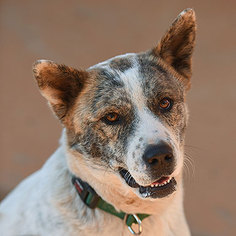Akita Dogs for adoption in Kanab, UT, USA