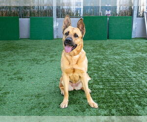 German Shepherd Dog-Unknown Mix Dogs for adoption in Pasadena, CA, USA