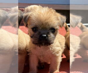 Pug-Unknown Mix Dogs for adoption in San Diego, CA, USA