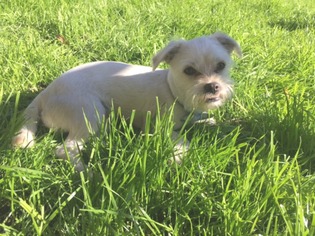 Small Jack Russell Terrier-Maltese Mix