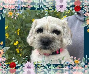 Bichon Frise Dogs for adoption in Ojai, CA, USA