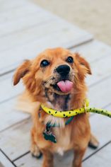 Medium Photo #1 Chihuahua-Unknown Mix Puppy For Sale in Williston, VT, USA