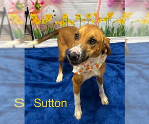 Mutt Dogs for adoption in Cottageville, WV, USA