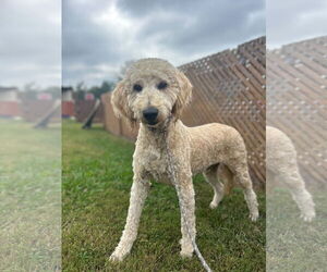 Poodle (Standard) Dogs for adoption in Pacolet, SC, USA