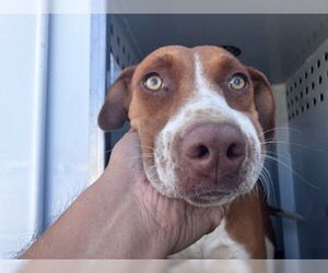 American Pit Bull Terrier-Unknown Mix Dogs for adoption in Bakersfield, CA, USA