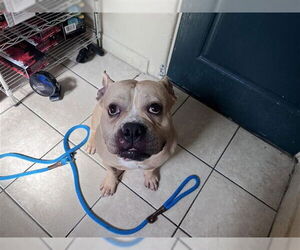 Bulldog-Unknown Mix Dogs for adoption in Pasadena, CA, USA