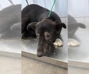 Border Collie Dogs for adoption in Bakersfield, CA, USA