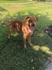 Shepradors Dogs for adoption in VACAVILLE, CA, USA