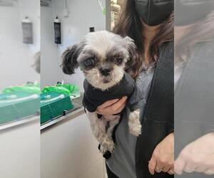 Shih Tzu Dogs for adoption in Whitestone, NY, USA