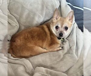 Chihuahua Dogs for adoption in Spring Lake, NC, USA