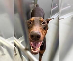 Doberman Pinscher Dogs for adoption in Norfolk, VA, USA